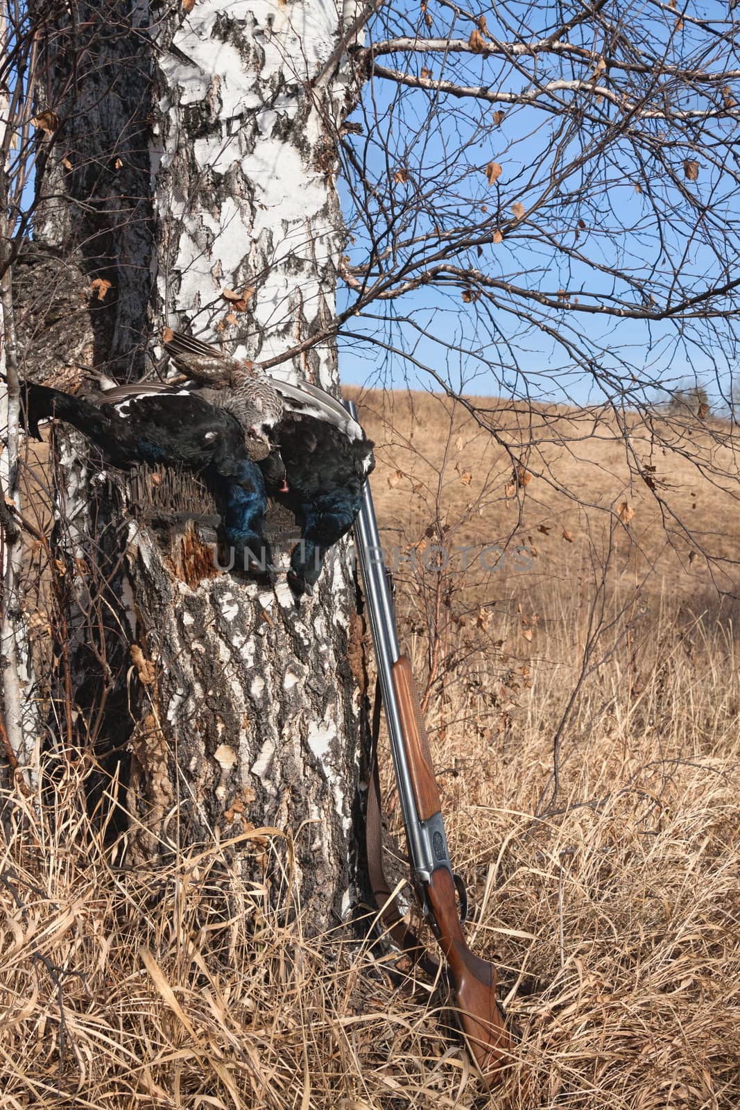 Gun game and black grouse on a background of a birch