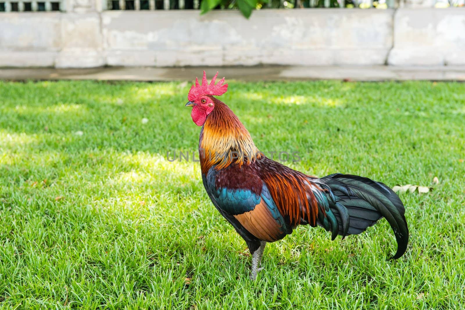 A Large Thai cock standing still looking for a fight, taken outdoor