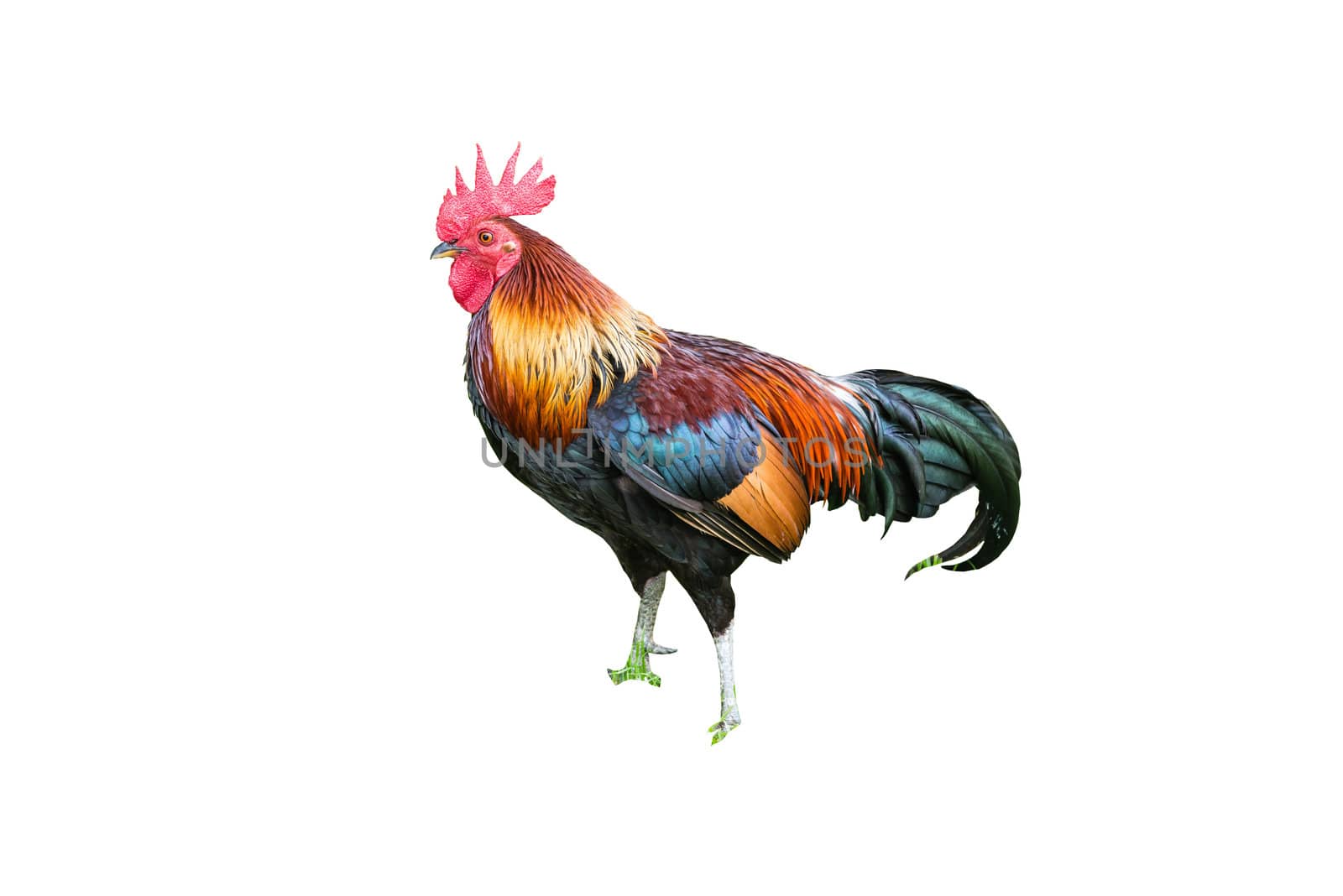 A Large Thai cock standing still looking for a fight by sasilsolutions