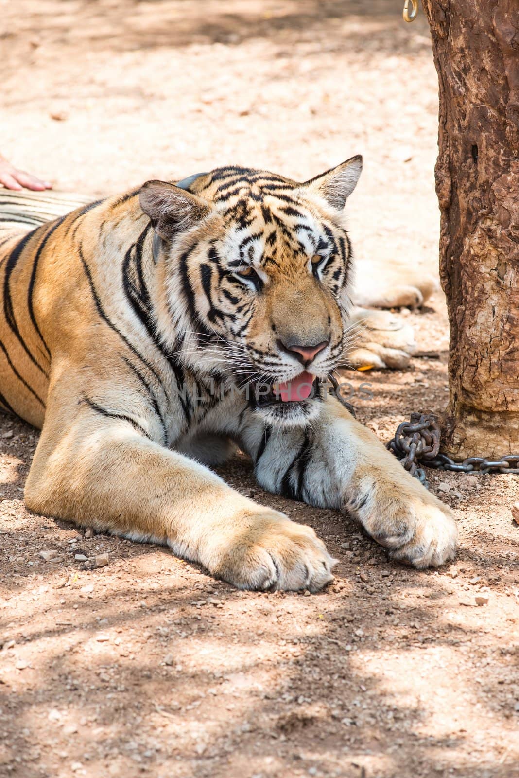 Captured asian bengal tiger in open space in metal chain, taken outdoor on sunny day