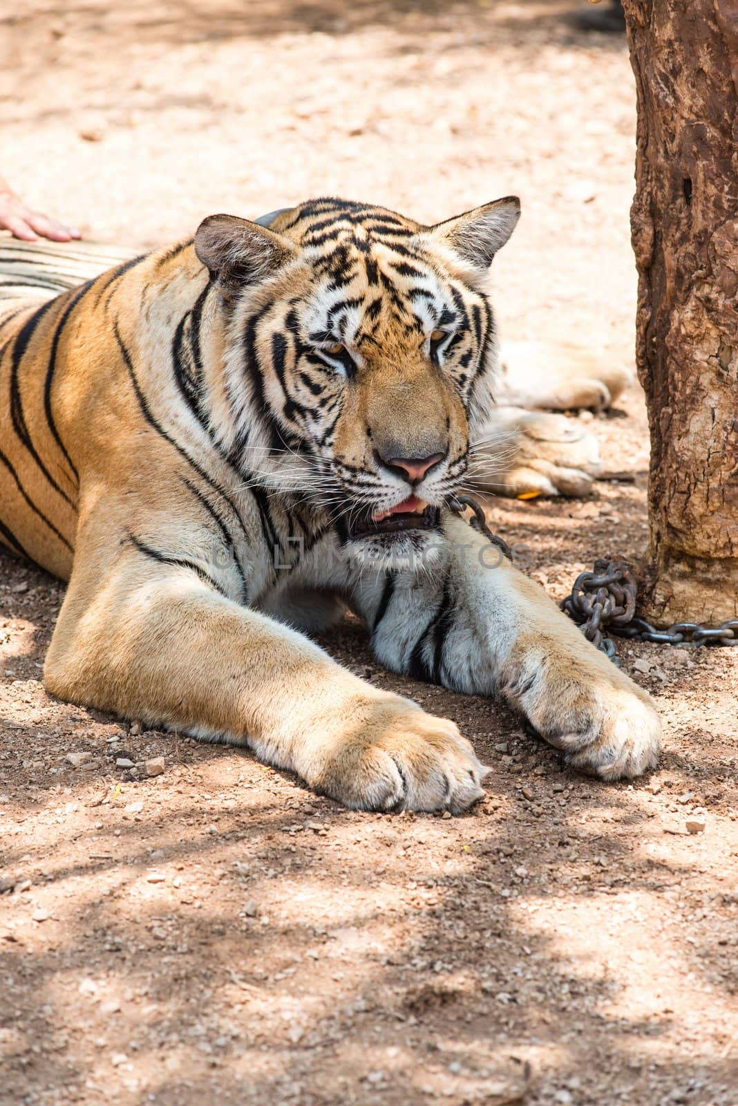 Captured asian bengal tiger in open space in metal chain, taken outdoor on sunny day