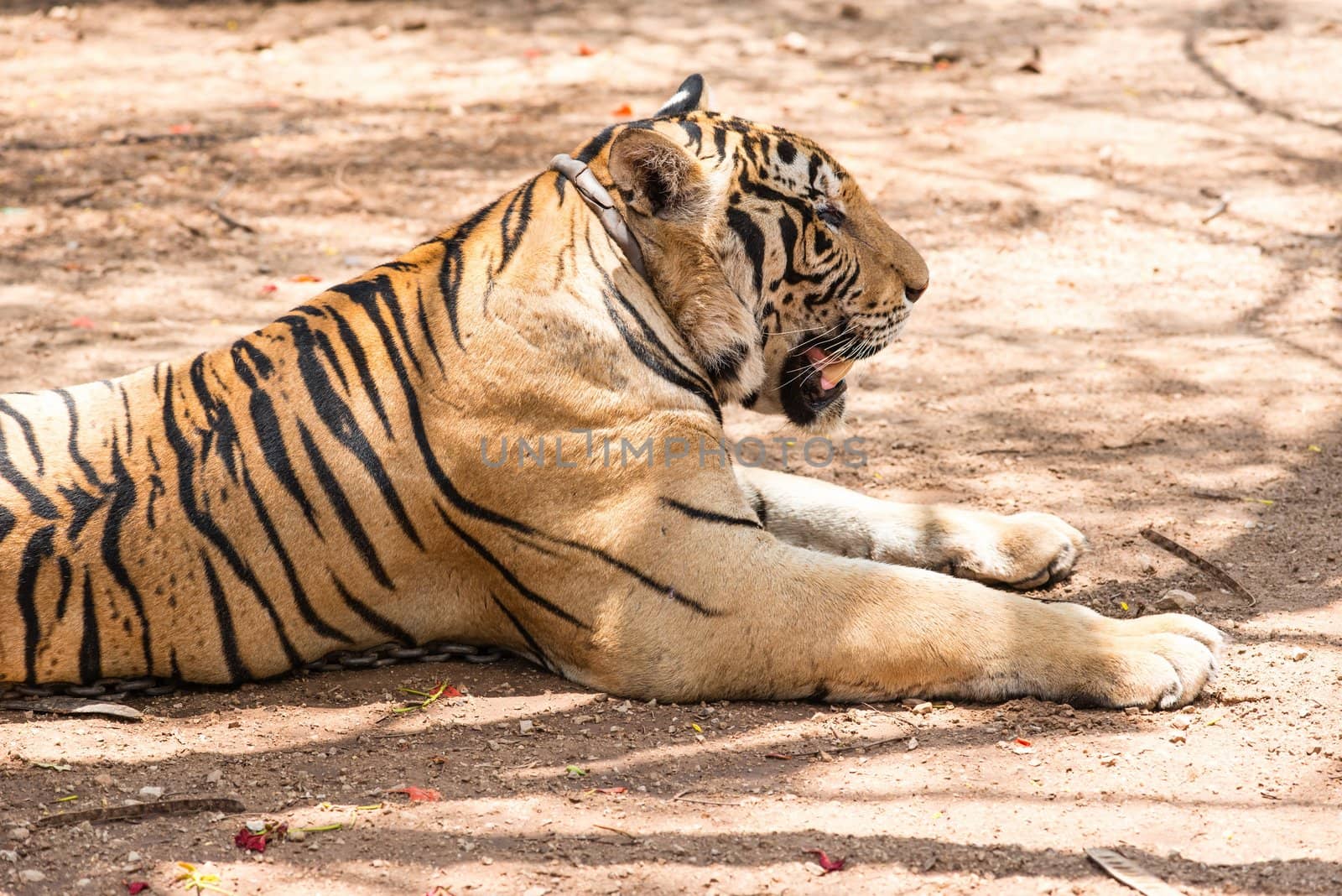 Captured asian bengal tiger in open space in metal chain by sasilsolutions