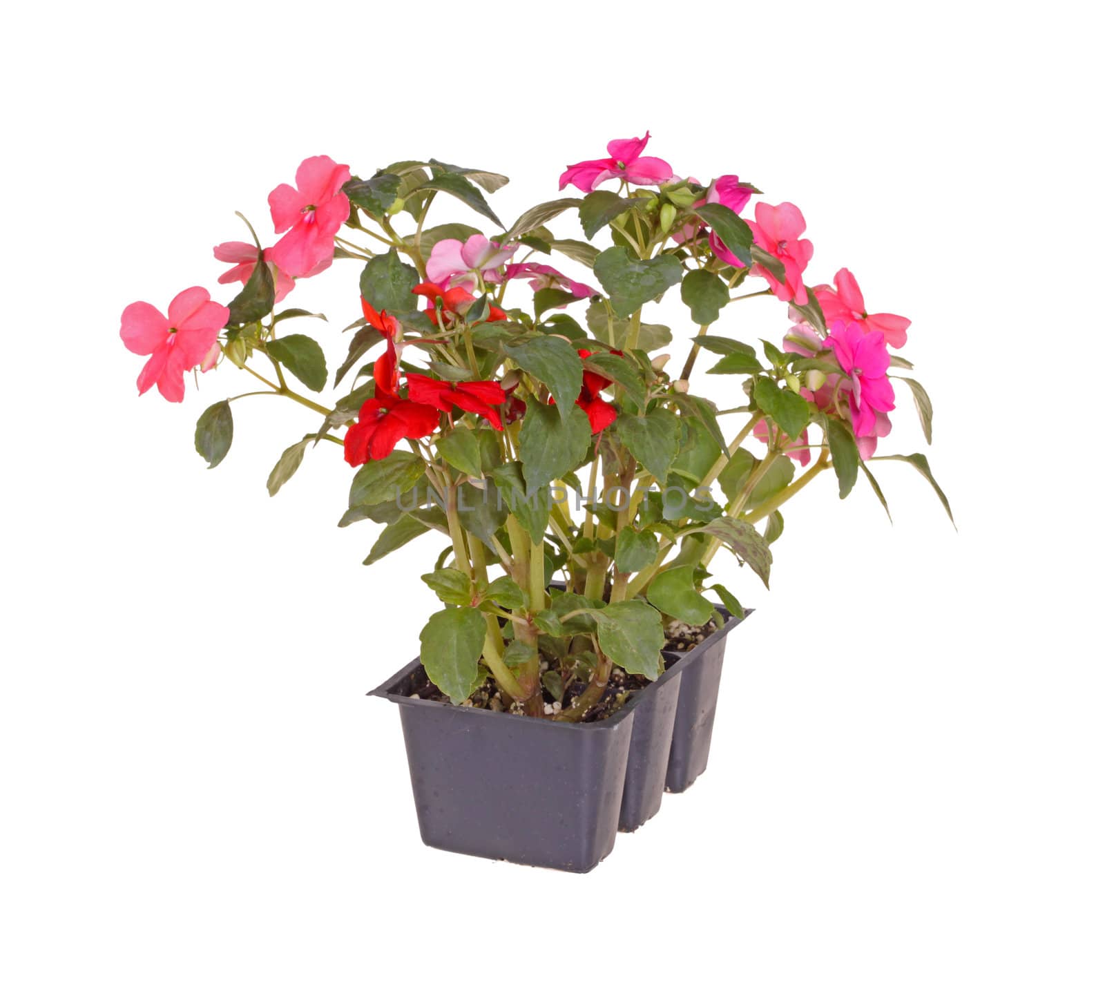 Pack containing three seedlings of impatiens plants (Impatiens wallerana) flowering in pink and red ready for transplanting into a home garden isolated against a white background