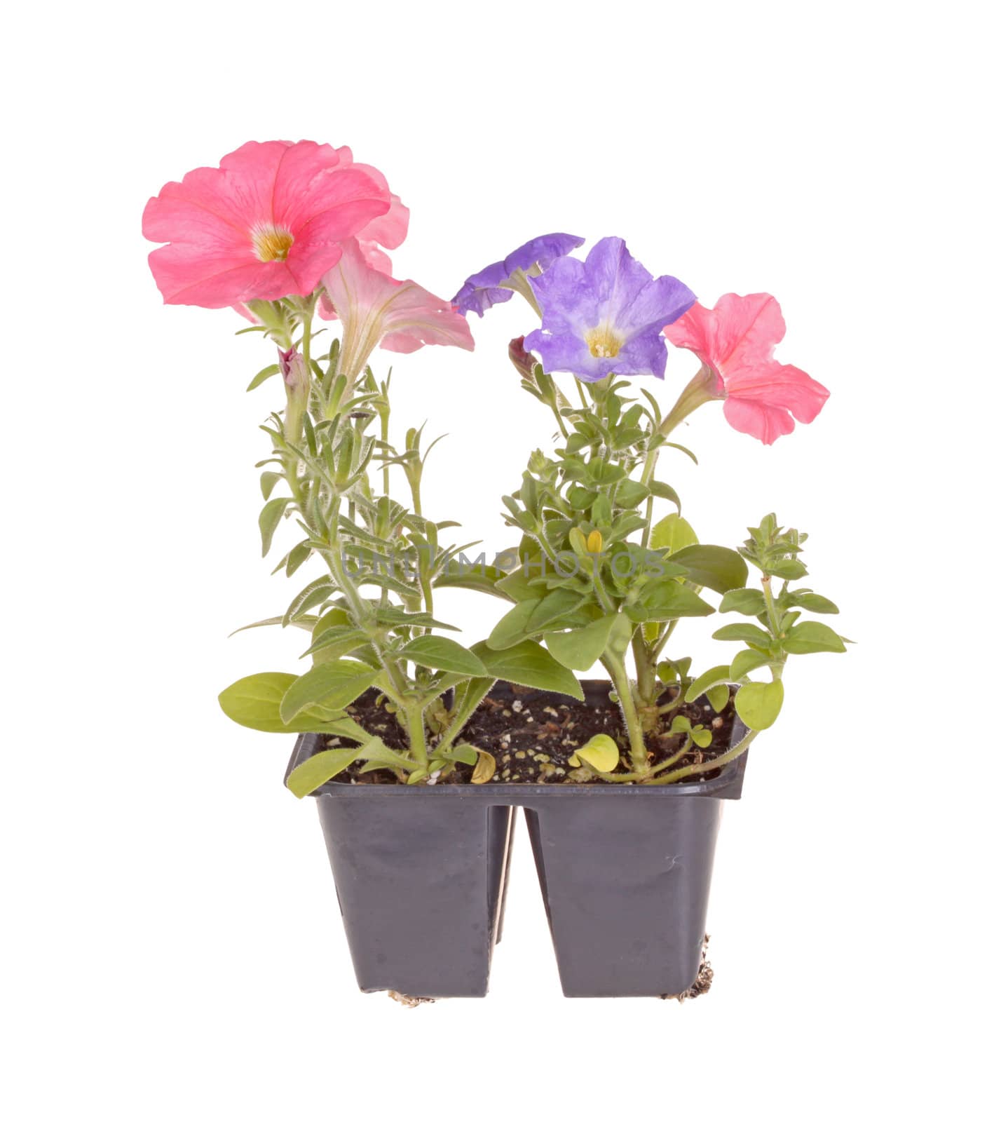 Pack containing seedlings of petunia plants flowering in blue and pink ready for transplanting into a home garden isolated against a white background