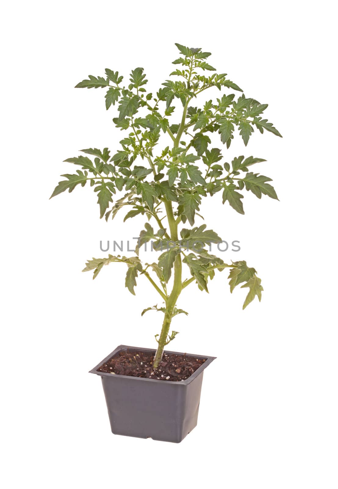 A single seedling of a cherry tomato (Solanum lycopersicum or Lycopersicon esculentum) ready to be transplanted into a home garden isolated against a white background