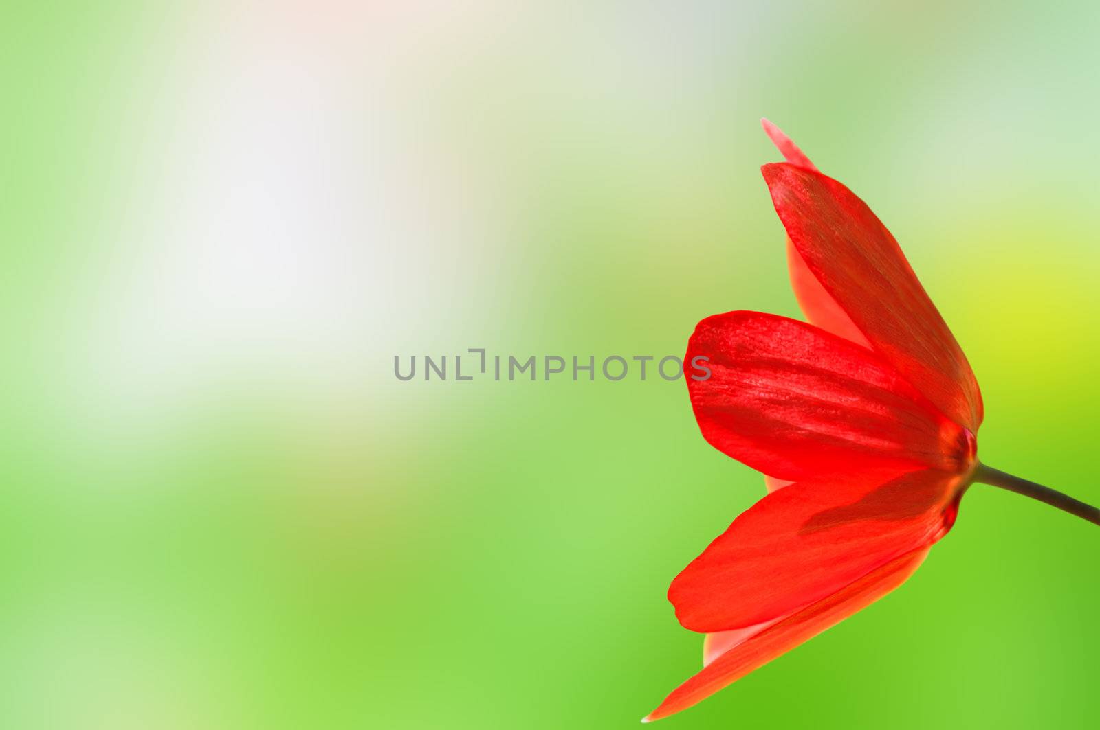 Close up side view of a bright red tulip reaching in from right of frame, against a bokeh background created from the spring flowers and grass that were behind the tulip when it was shot.