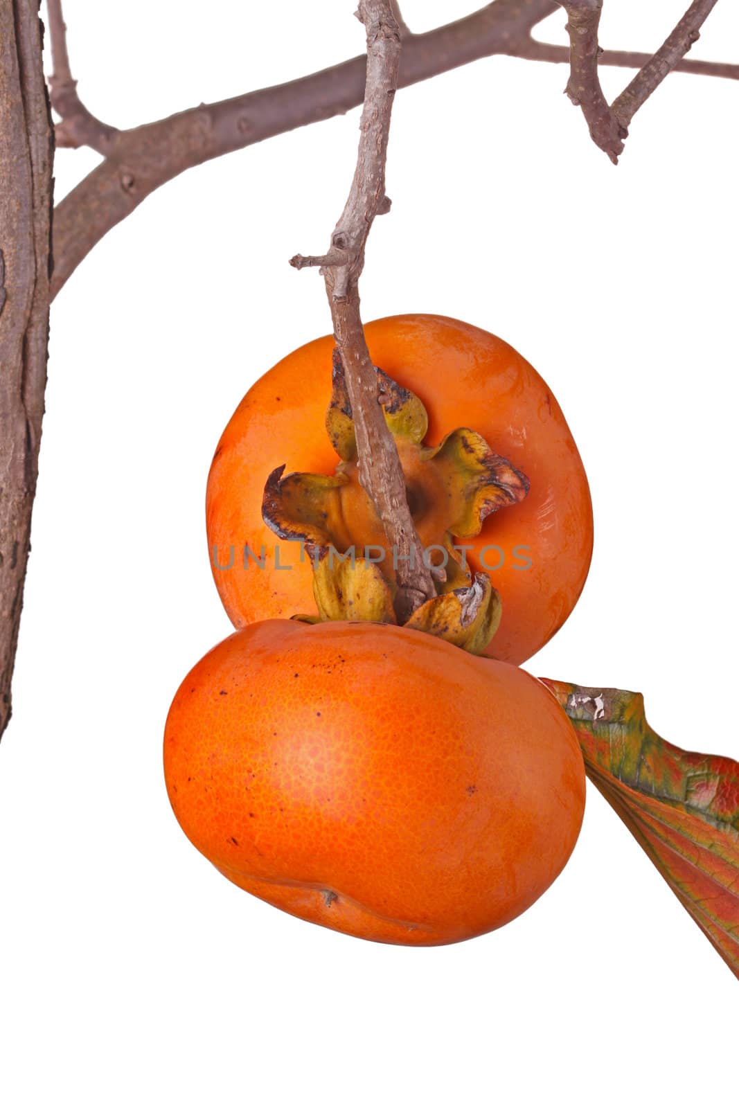 Two ripe persimmons isolated against white by sgoodwin4813
