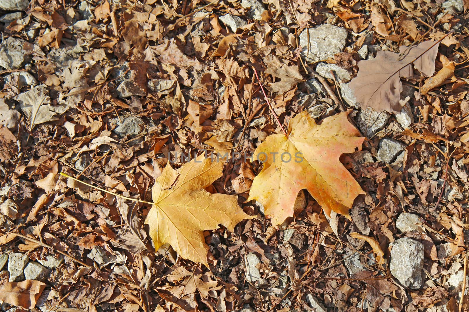 Fallen leaves of red oak (Quercus species) and sugar maple (Acer saccharum) against a background of leaf litter and rocks