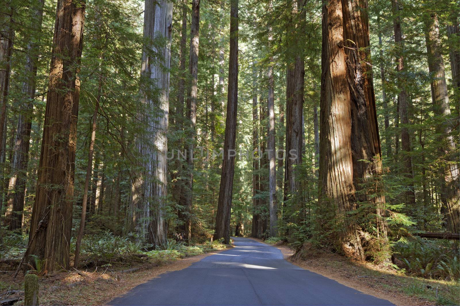 Road running through a redwood grove in California by sgoodwin4813