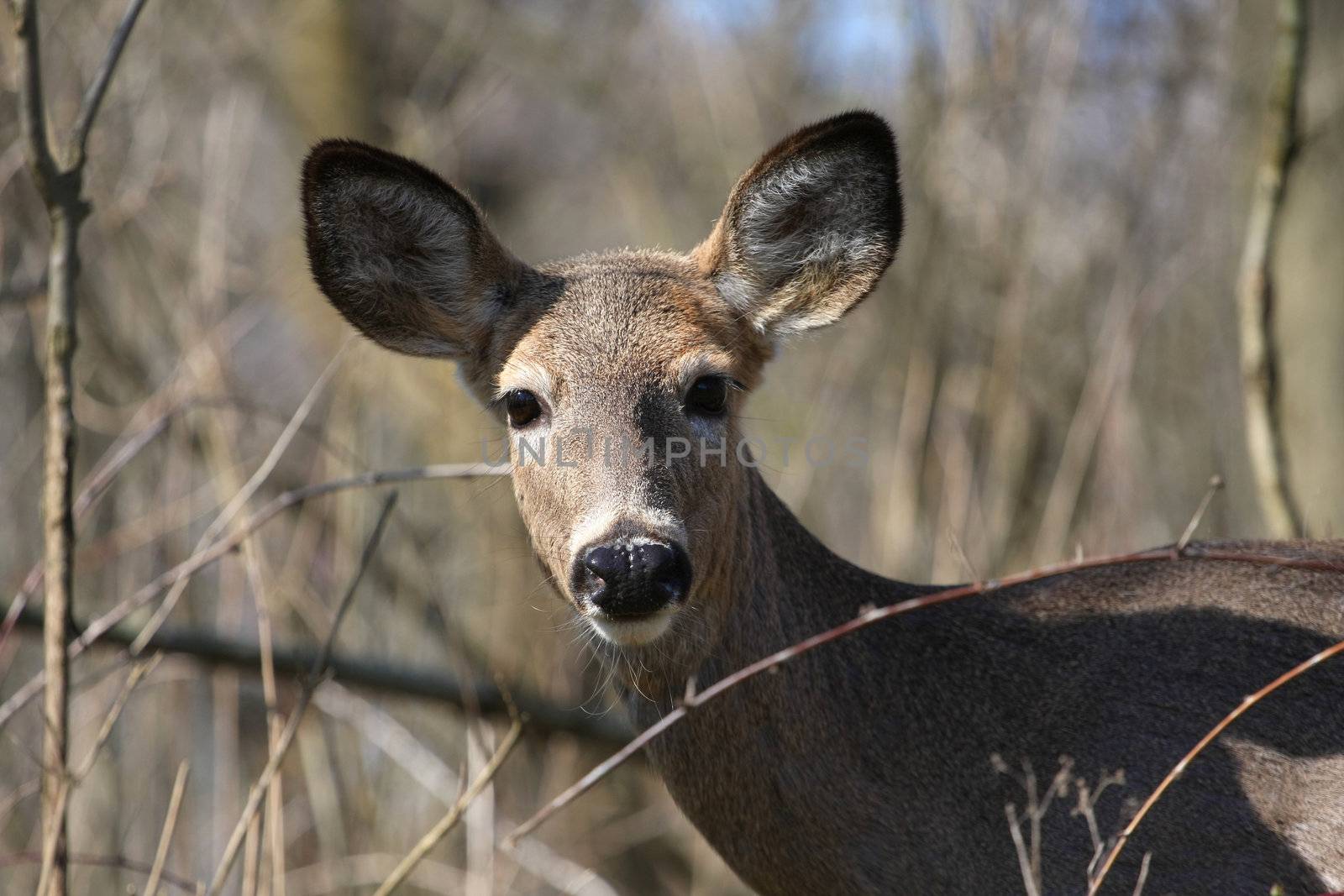 White-tail deer in morning sun body profile looking at camera