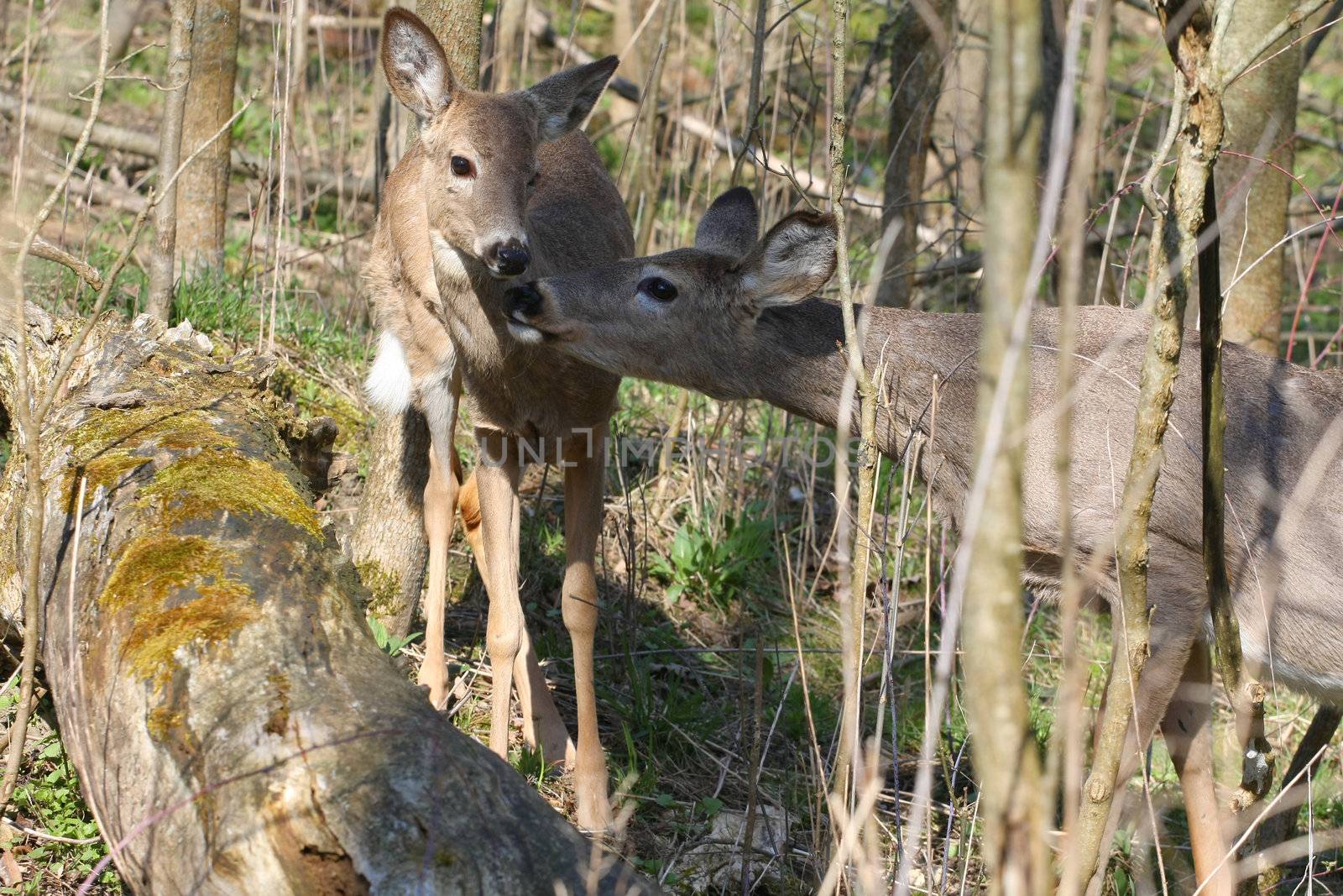 White-tail deer in morning nose to nose greeting