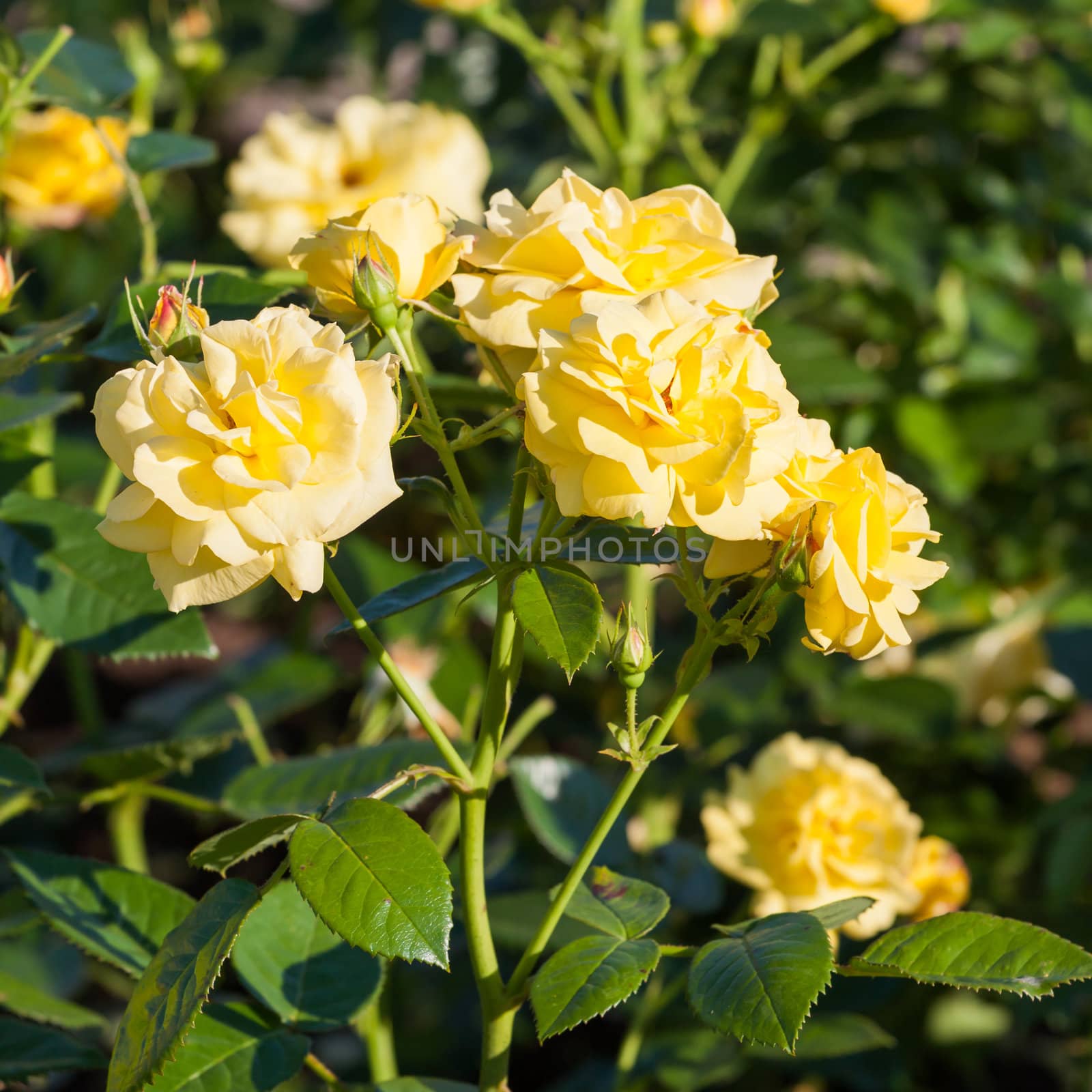 Yellow roses on the Branch in the Garden