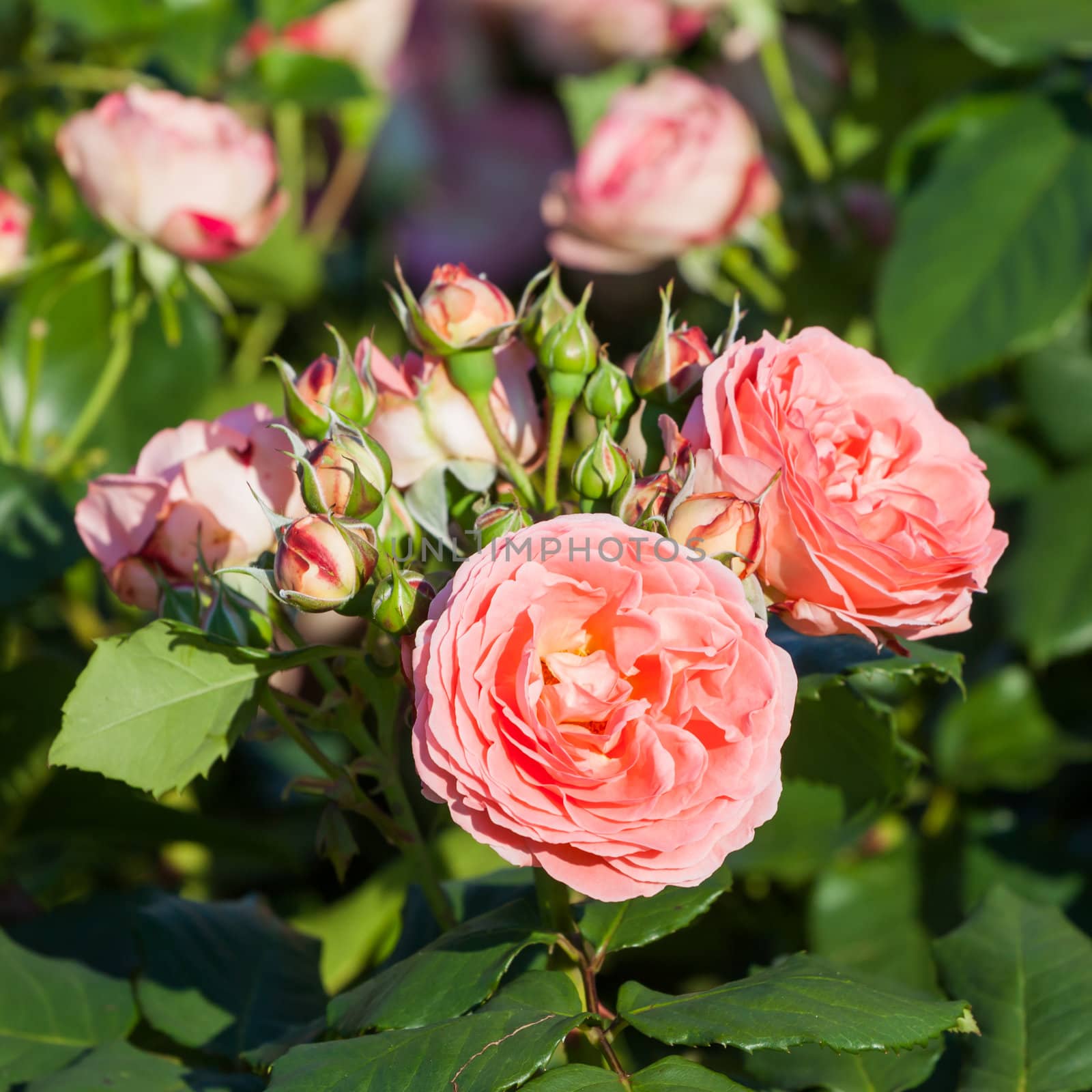 Pink rose in the Garden  by RTsubin