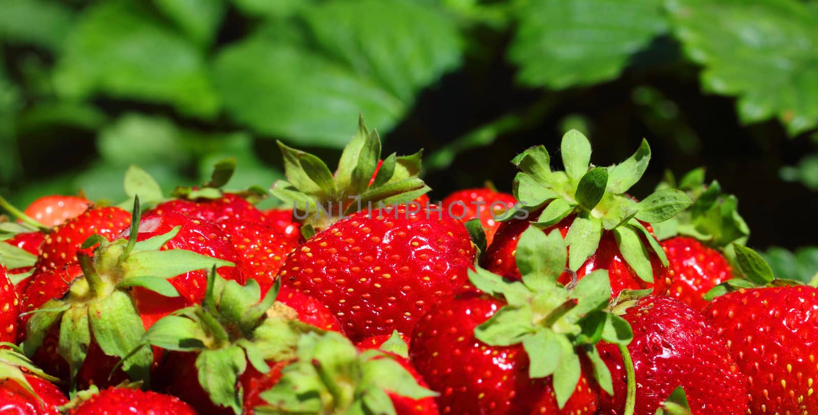 fresh, juicy and healthy strawberries, on green background