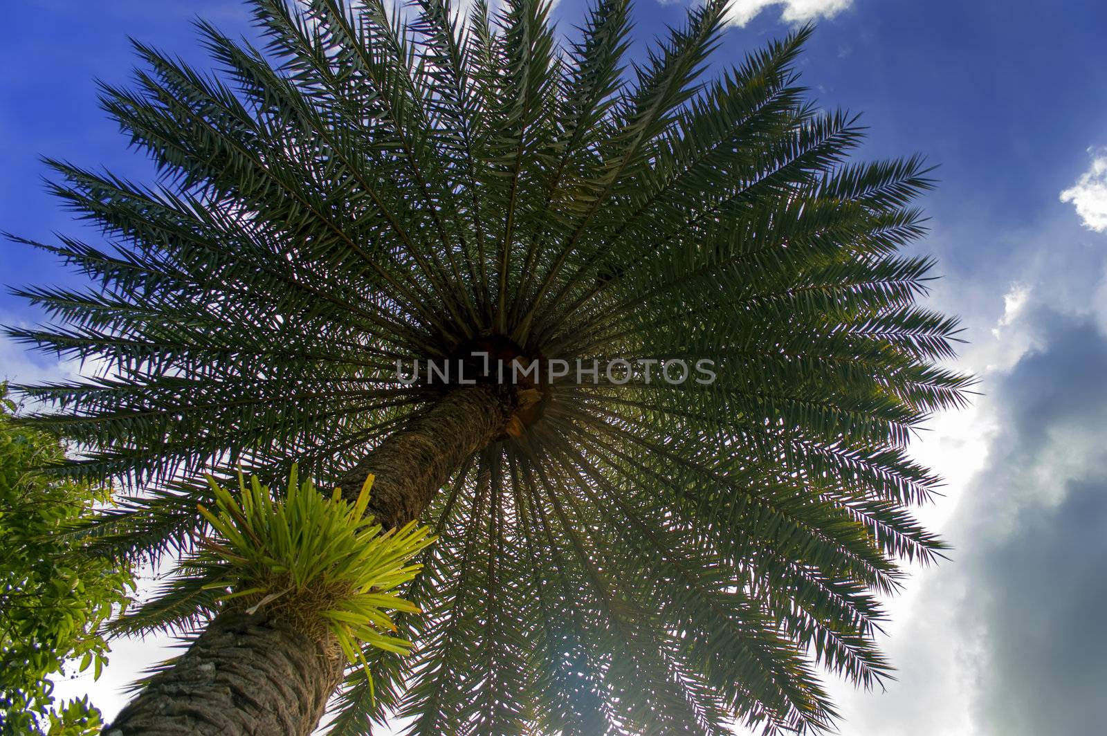 Phoenix Sylvestris. Palm tree in Nong Nooch Garden, Pattaya.