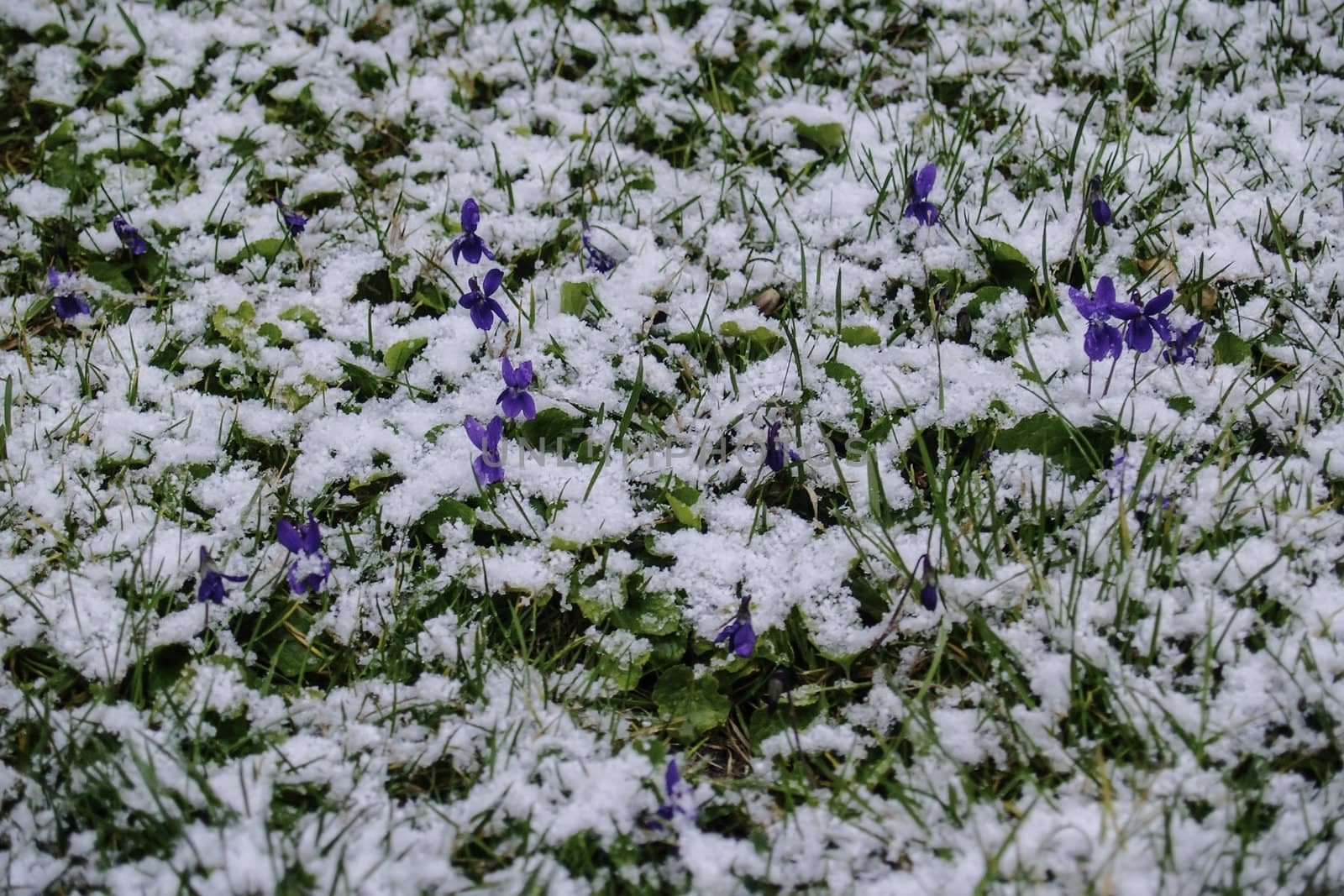 piece of grass with flowers and snow