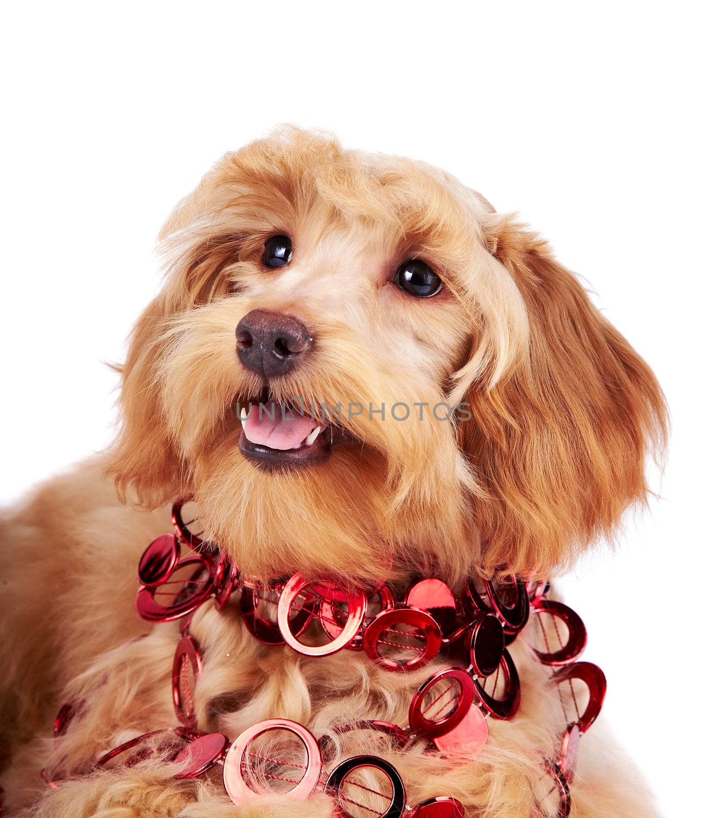 Decorative dog. Puppy of the Petersburg orchid on a white background. Shaggy doggie.  Decorative thoroughbred dog. Red dog.