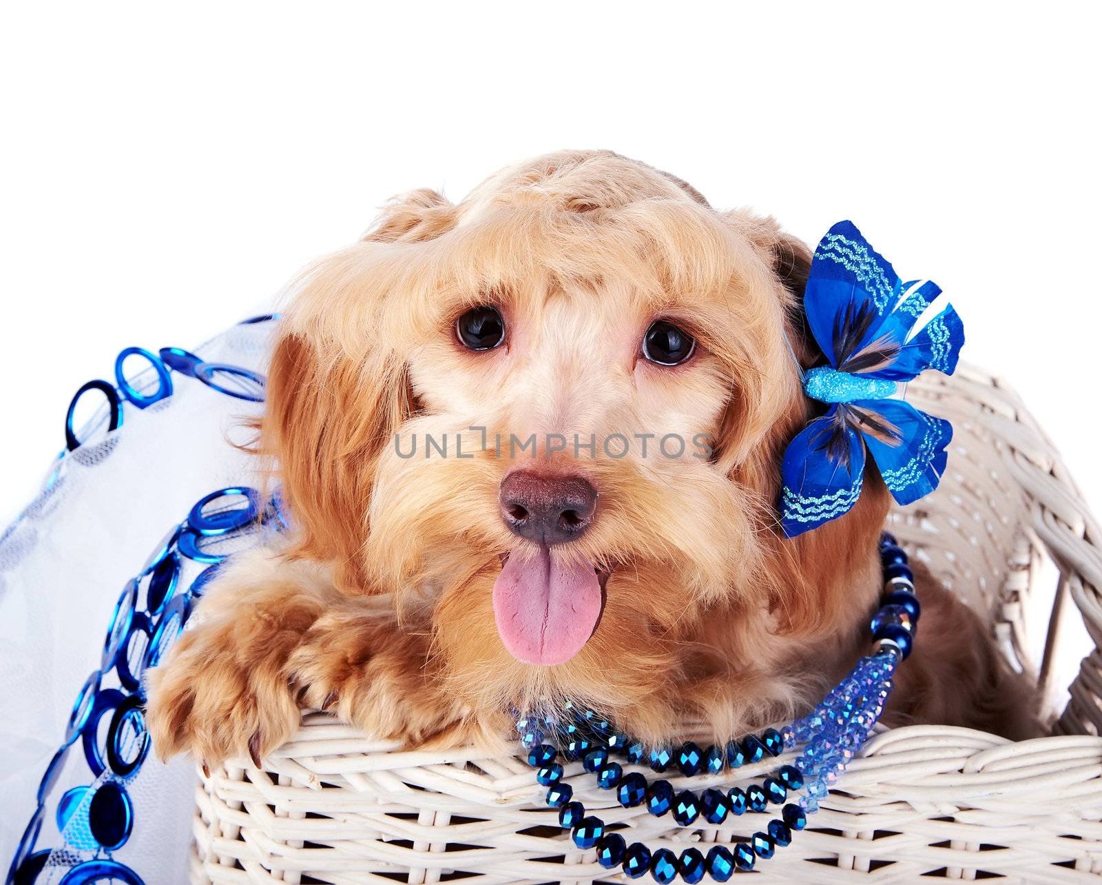 Decorative dog. Puppy of the Petersburg orchid on a white background.  Shaggy doggie.  Decorative thoroughbred dog. Red dog. Dog in a basket.