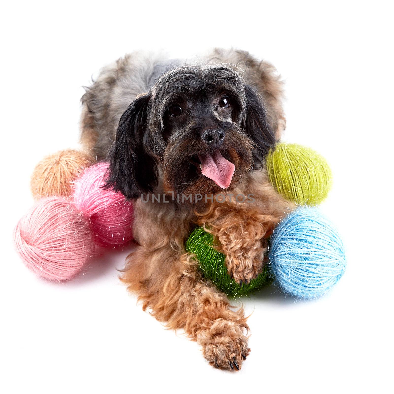 Decorative dog and woolen balls by Azaliya