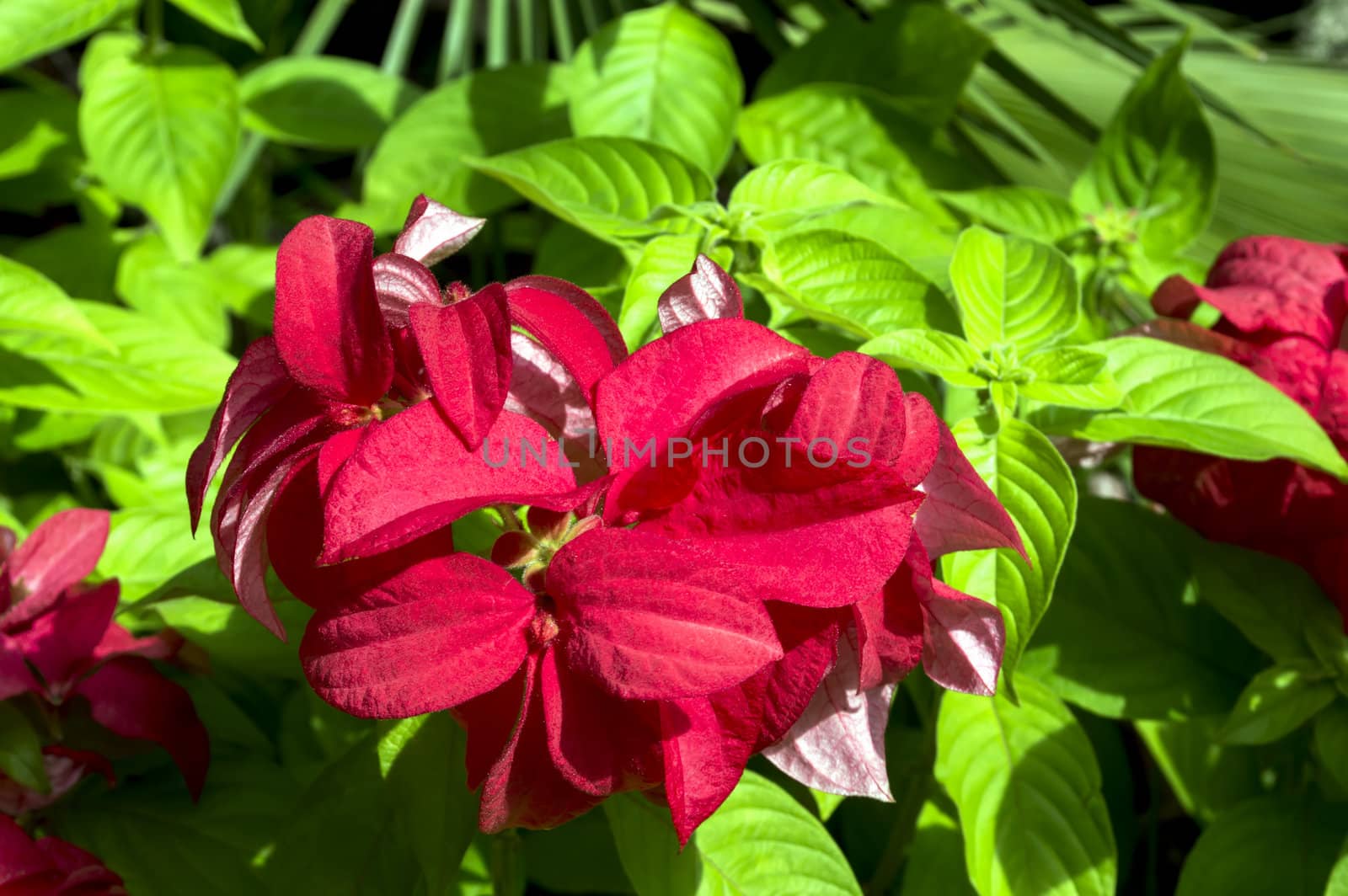 Background of the red-green leaves. Pattaya, Thailand.