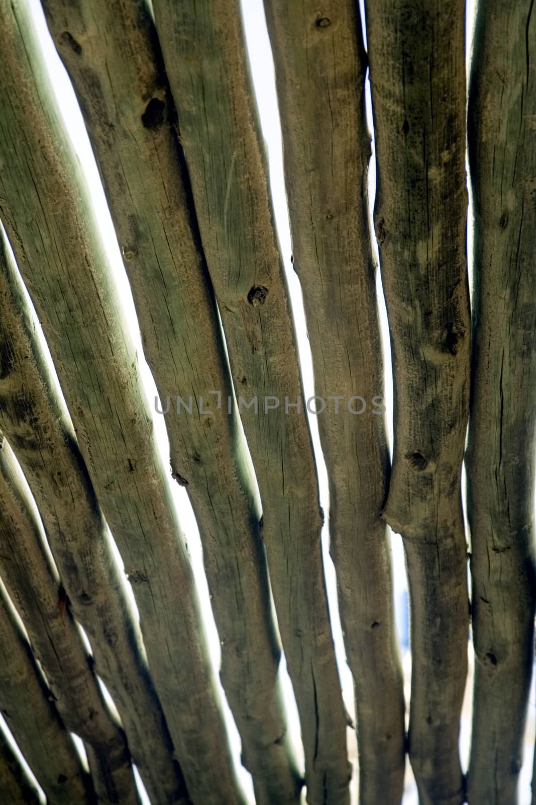 Stylized wooden pergola roof against the blue sky is visible through the roof structure pergolas