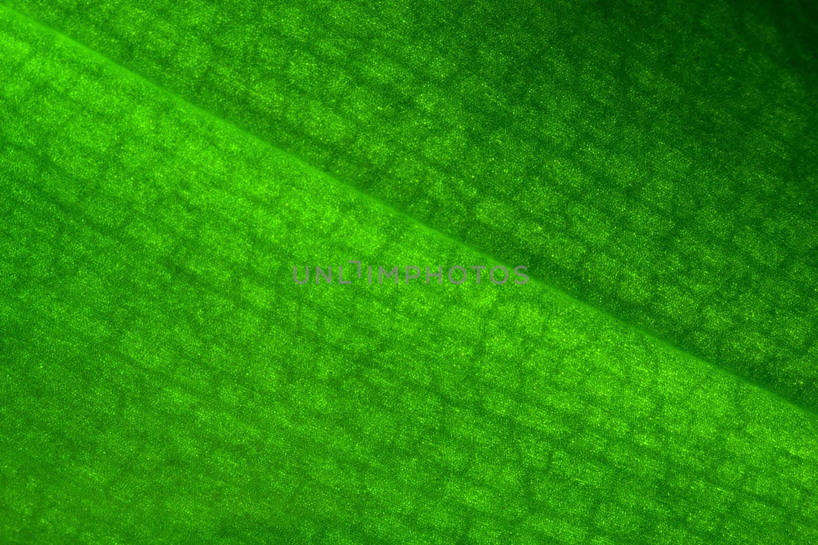 abstract macro background from green leaf orchid close to