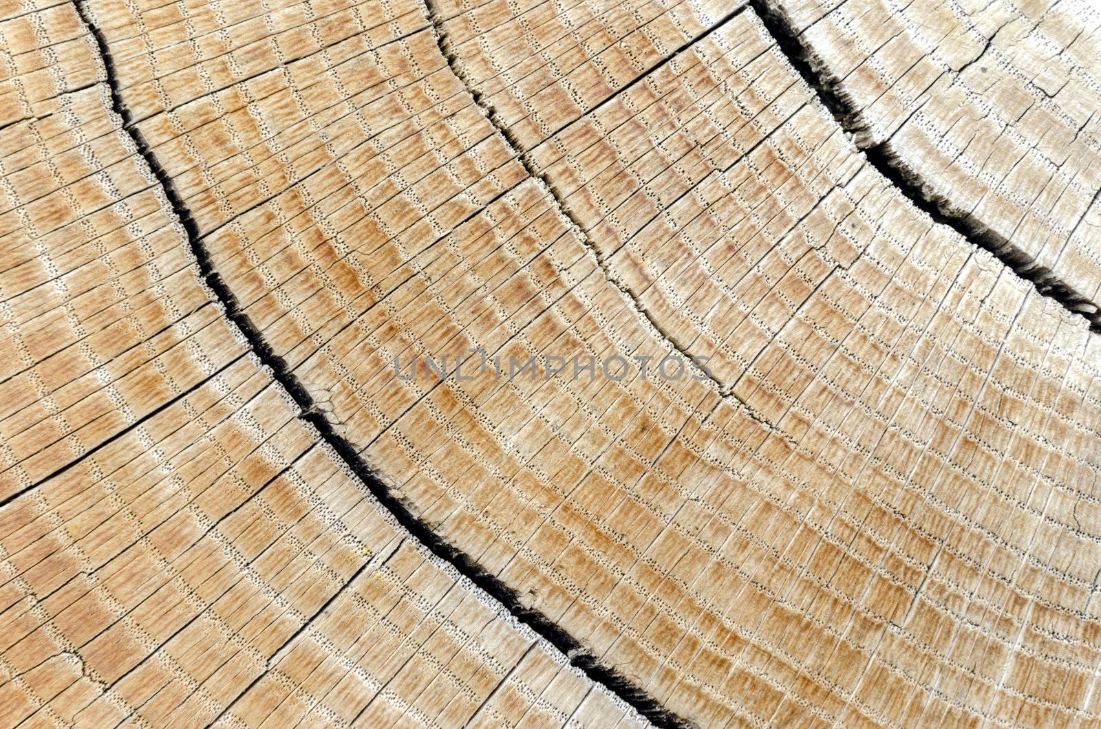 Close up of hardwood log with cracks.