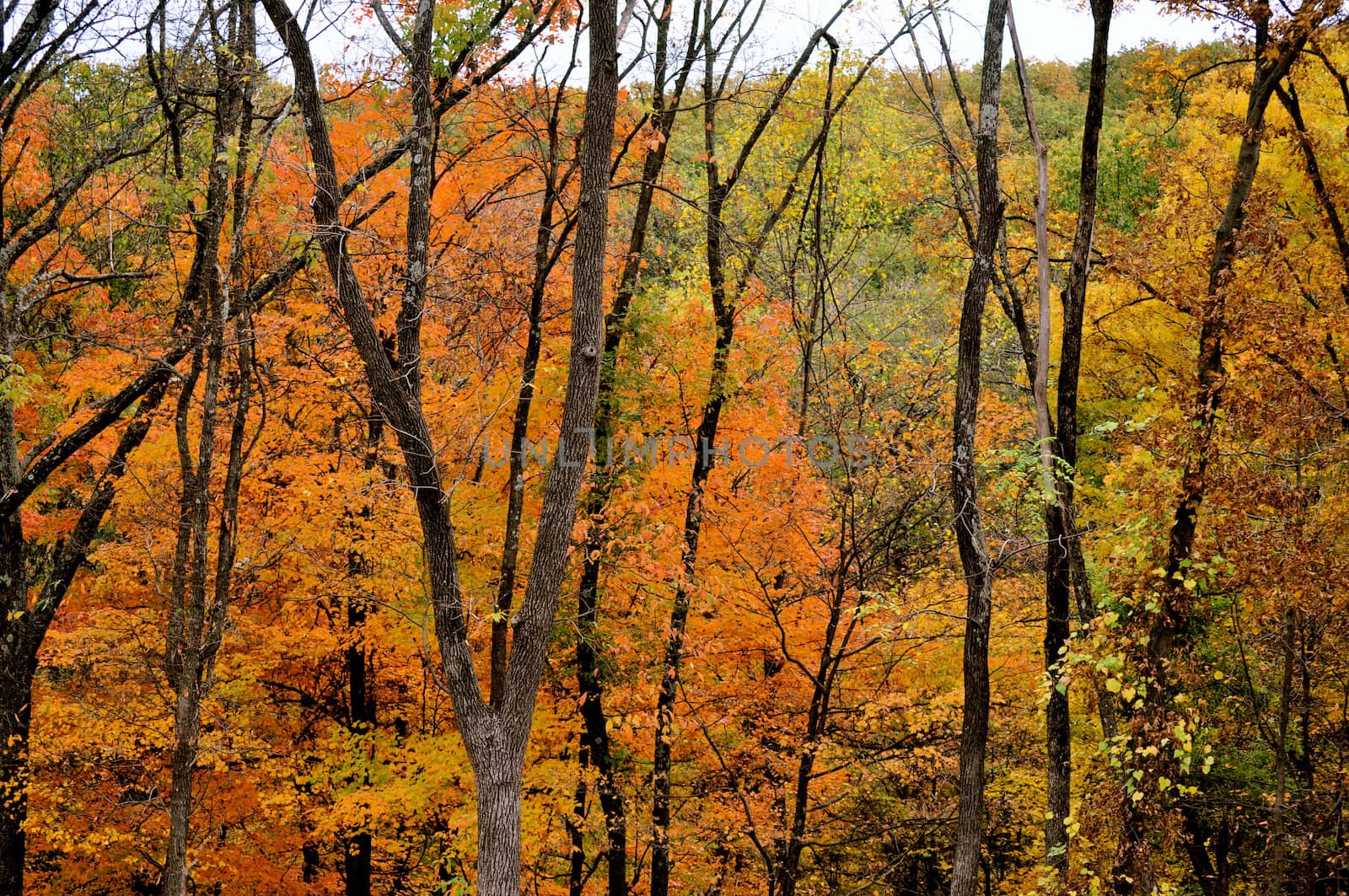 Brown County State Park