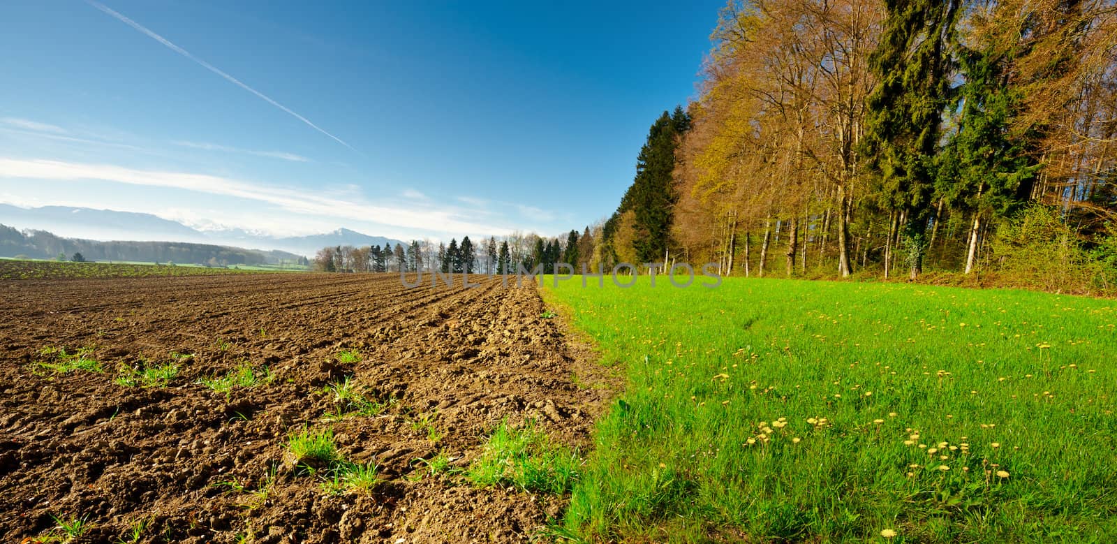 Ploughed Field near the Forest, Swiss Alps