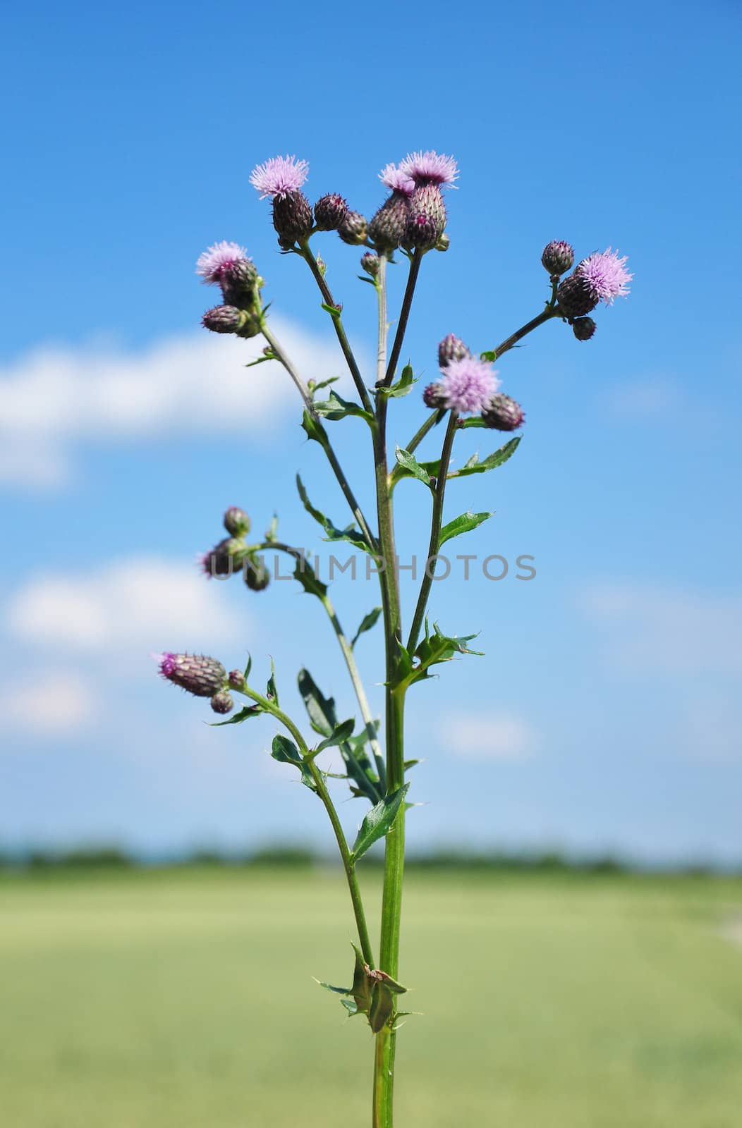 Creeping thistle (Cirsium arvense) by rbiedermann