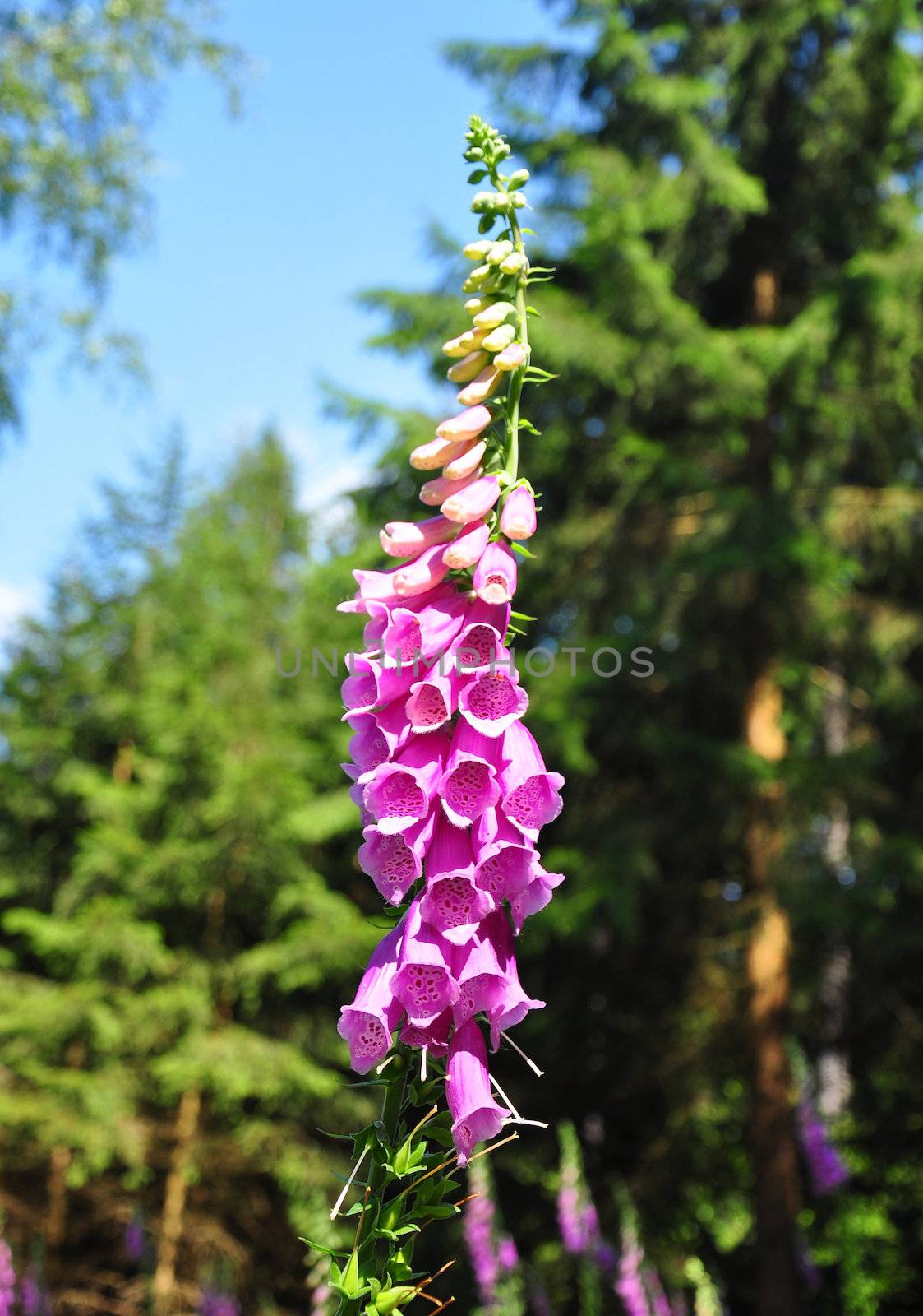 Common foxglove (Digitalis purpurea) by rbiedermann