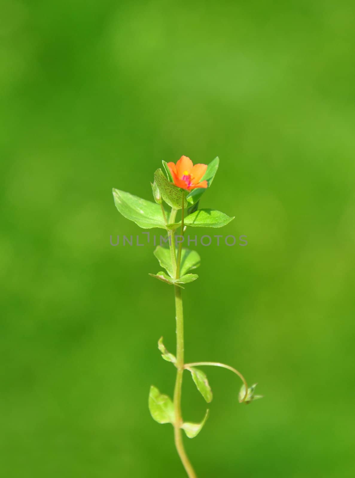 Scarlet pimpernel (Anagallis arvensis) by rbiedermann