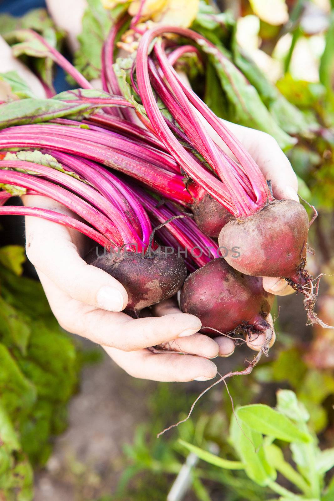 Beetroot freshly picked from the garden with hands