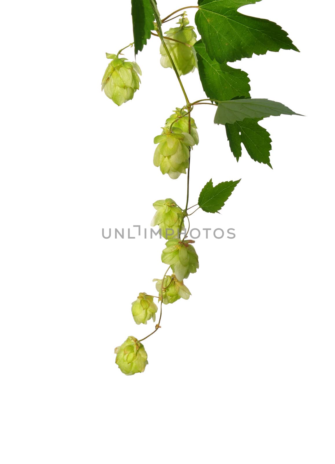 Hop (Humulus lupulus) by rbiedermann