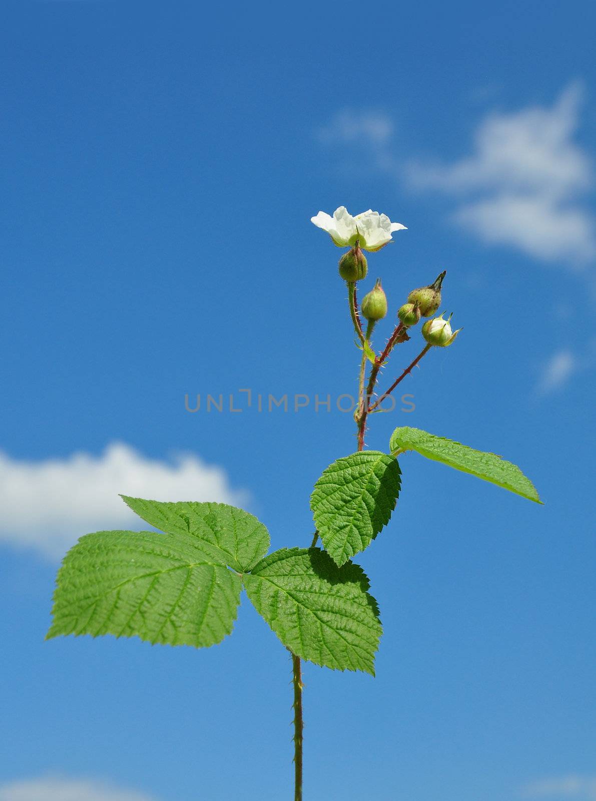 Blackberry with flower by rbiedermann