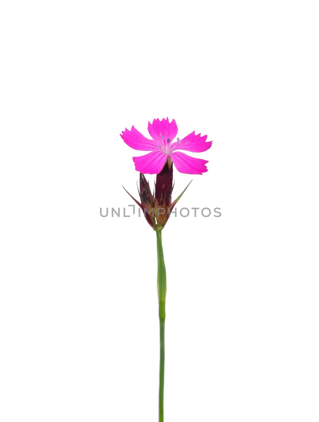 Carthusian pink (Dianthus carthusianorum) by rbiedermann