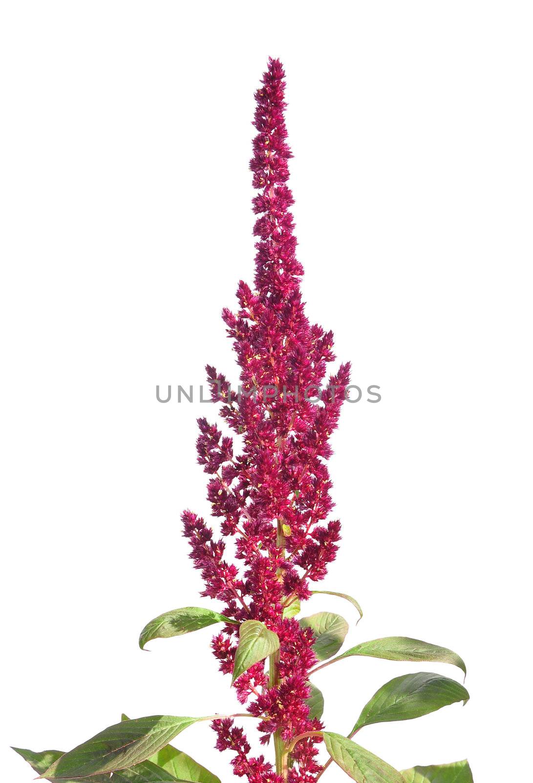 Red amaranth (Amaranthus cruentus) by rbiedermann