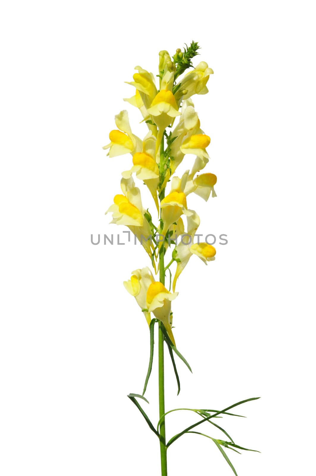 Common toadflax (Linaria vulgaris) by rbiedermann