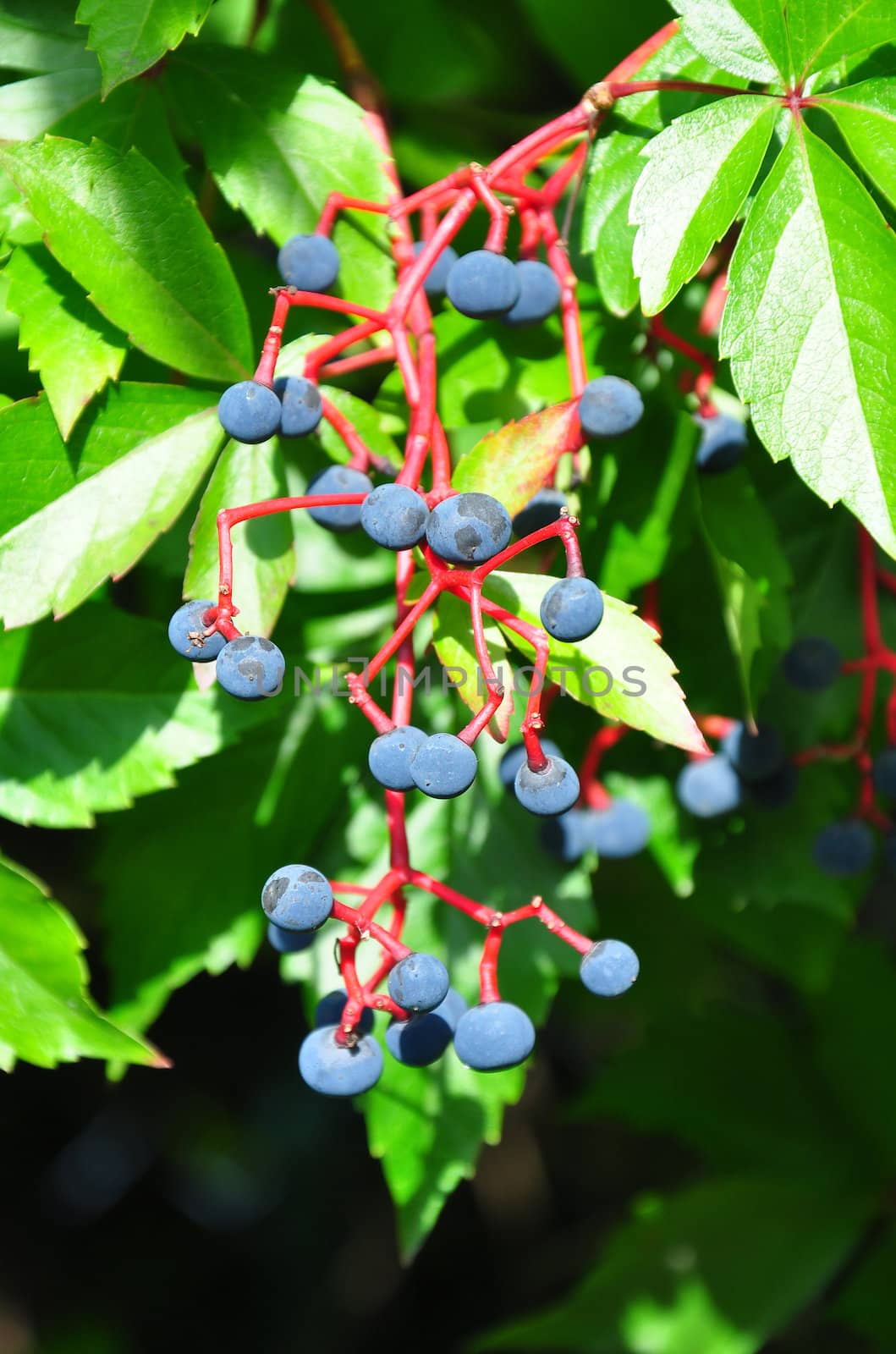 Virginia creeper (Parthenocissus quinquefolia) by rbiedermann