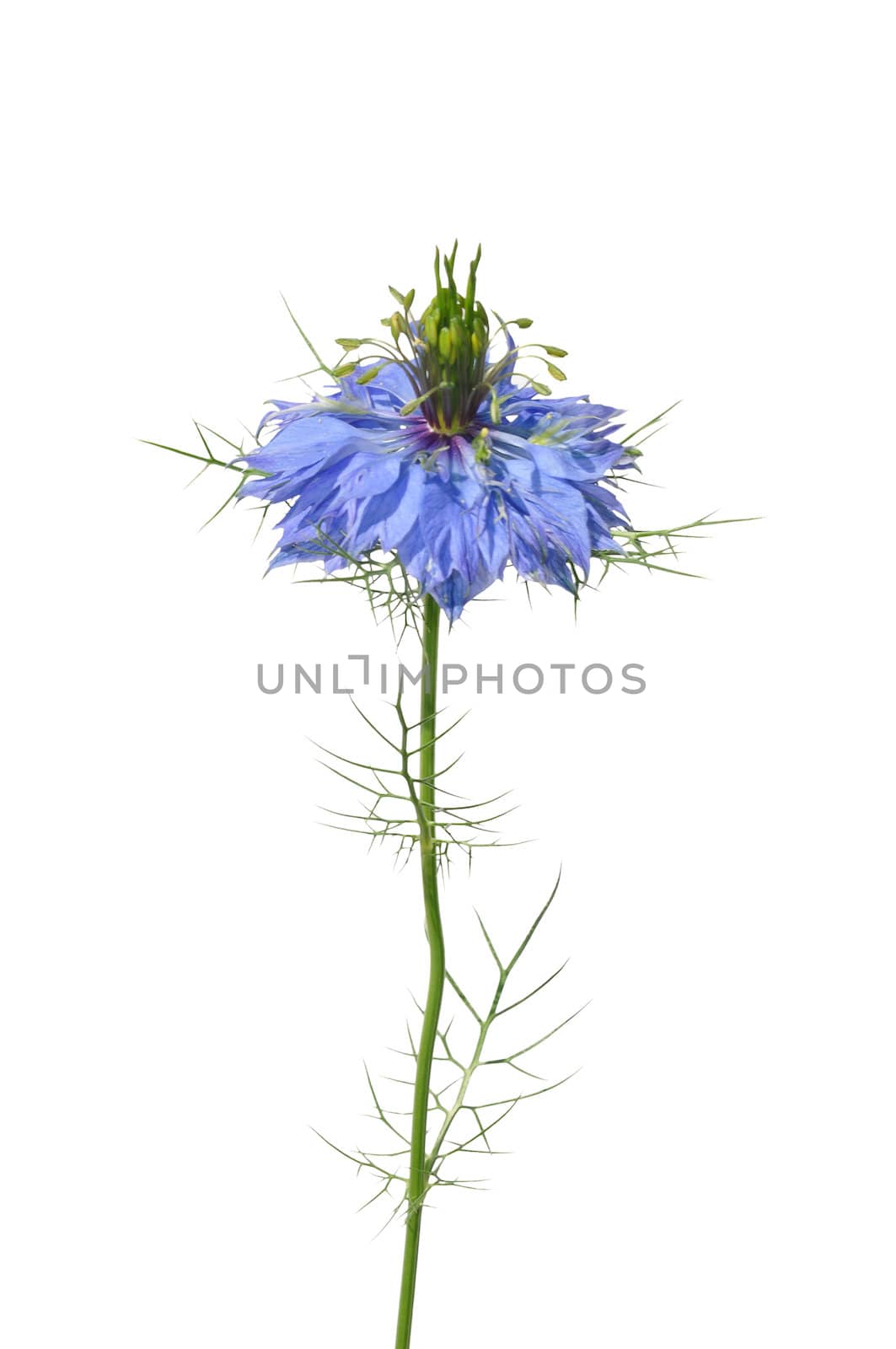 Love-in-a-mist (Nigella damascena) by rbiedermann