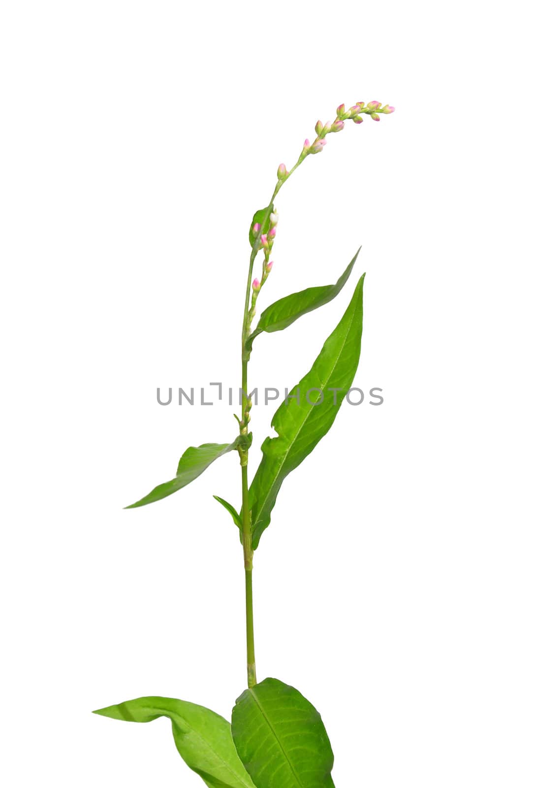 Tasteless water-pepper (Persicaria dubia)