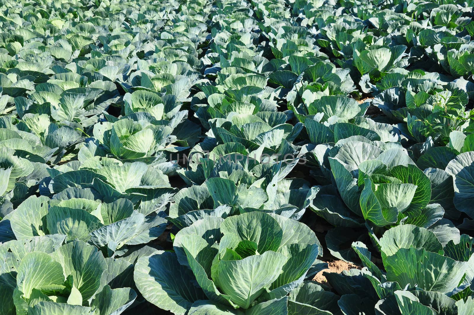 Cabbage field