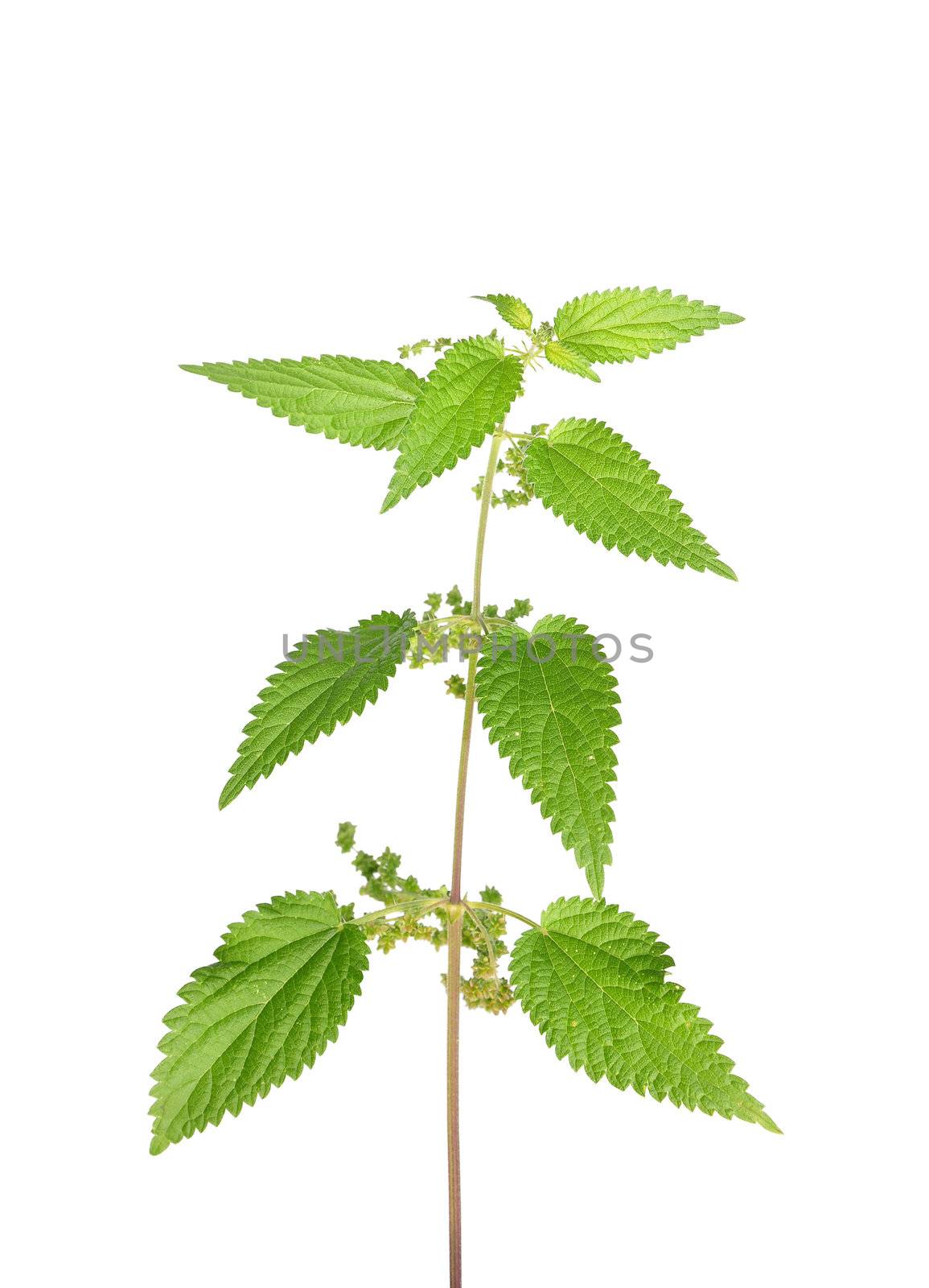 Stinging nettle (Urtica dioica) by rbiedermann