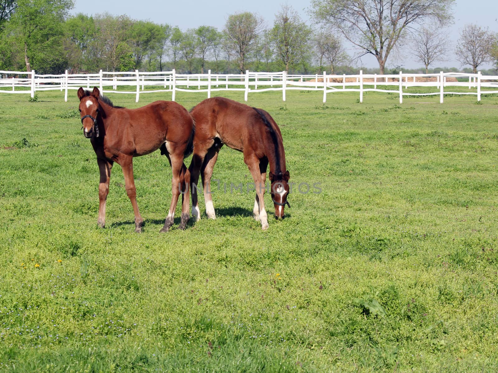 two brown foals in corral