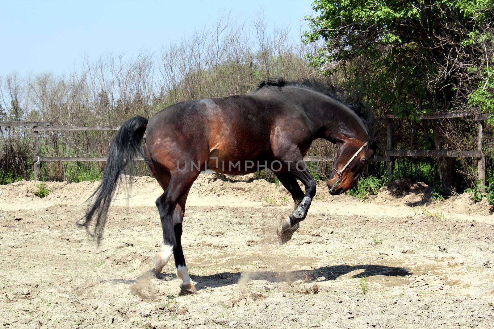 brown horse jumping in paddock by goce