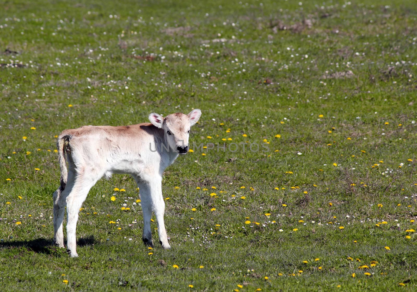 cute newborn calf on pasture by goce