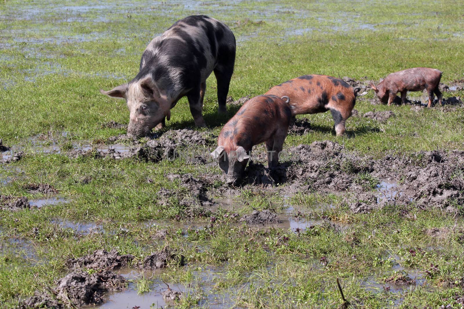 sow and little pigs in a mud by goce