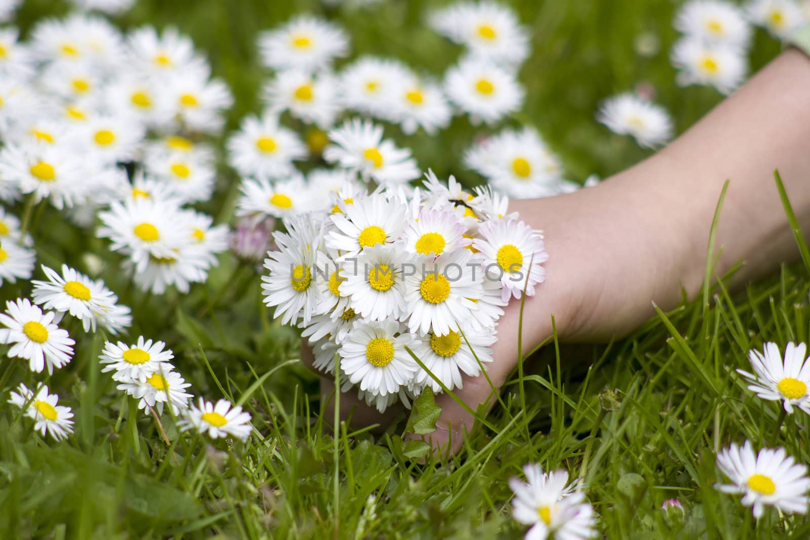daisies - a gift for the mother
