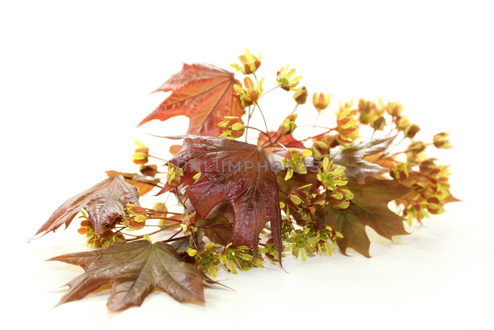 a maple branch with leaves and blossoms