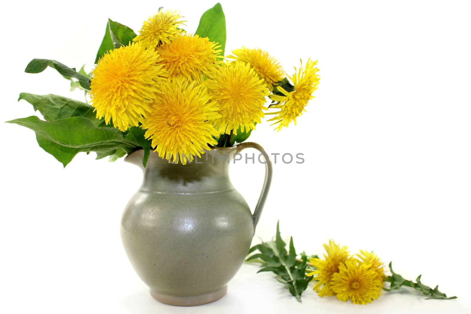 Dandelion leaves and flowers against white background